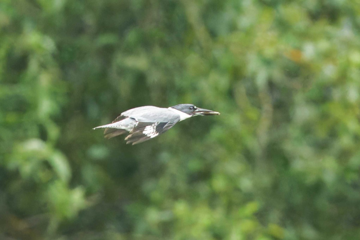 Belted Kingfisher - ML620054353