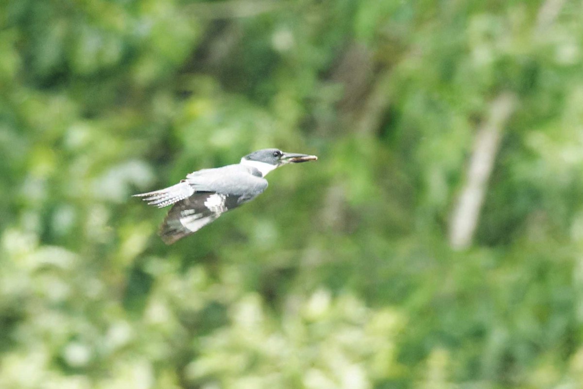 Belted Kingfisher - ML620054354