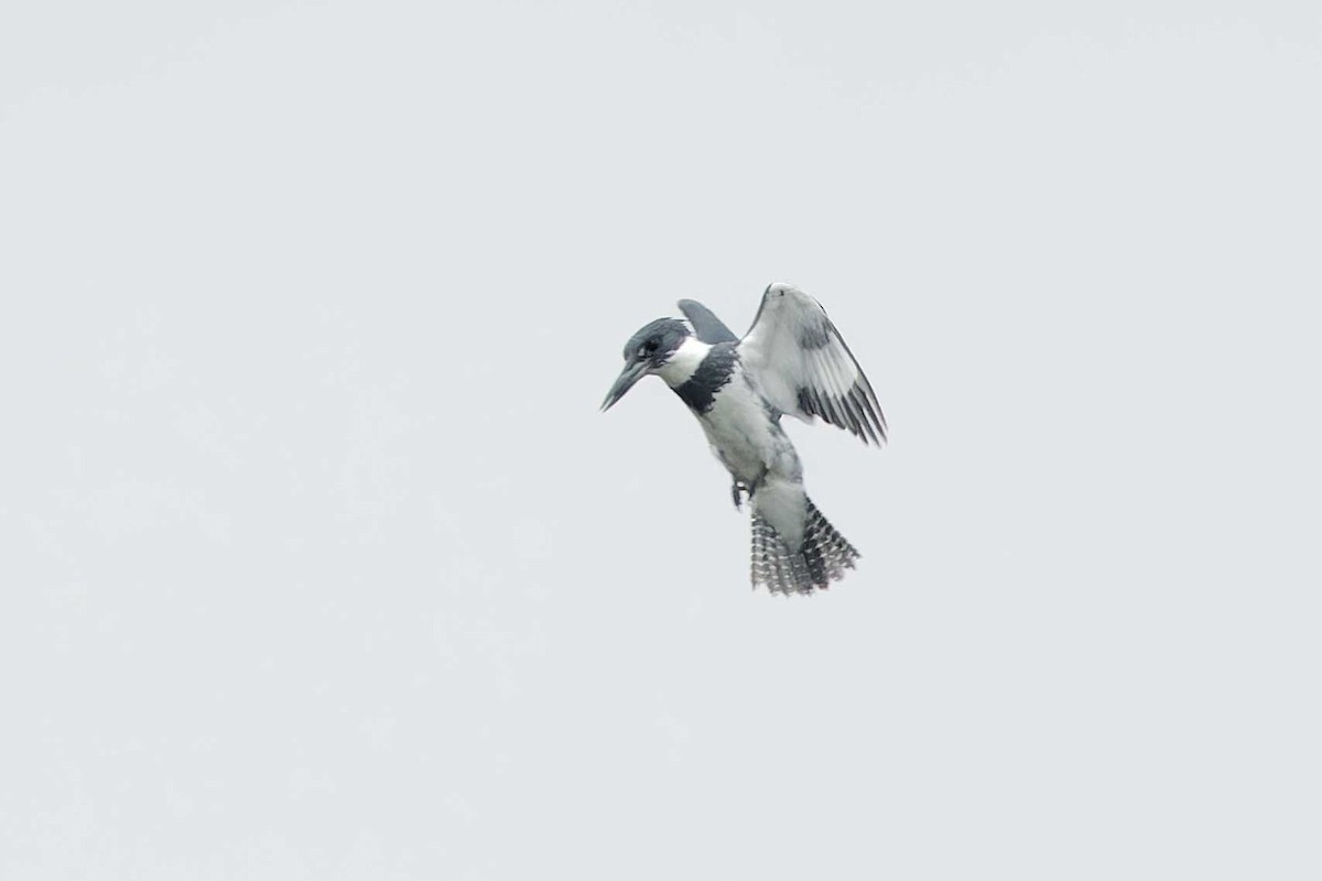 Belted Kingfisher - ML620054355