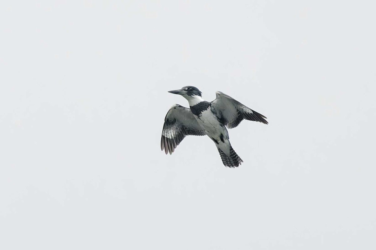 Belted Kingfisher - ML620054356