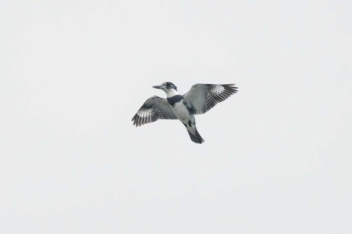 Belted Kingfisher - ML620054357