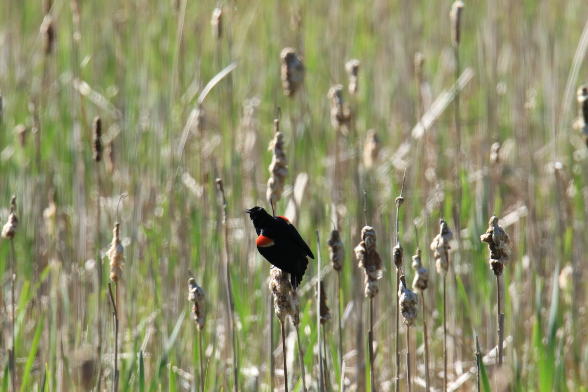 Red-winged Blackbird - ML620054358