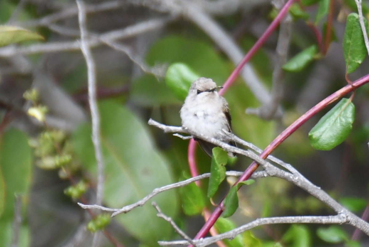 Costa's Hummingbird - ML620054362