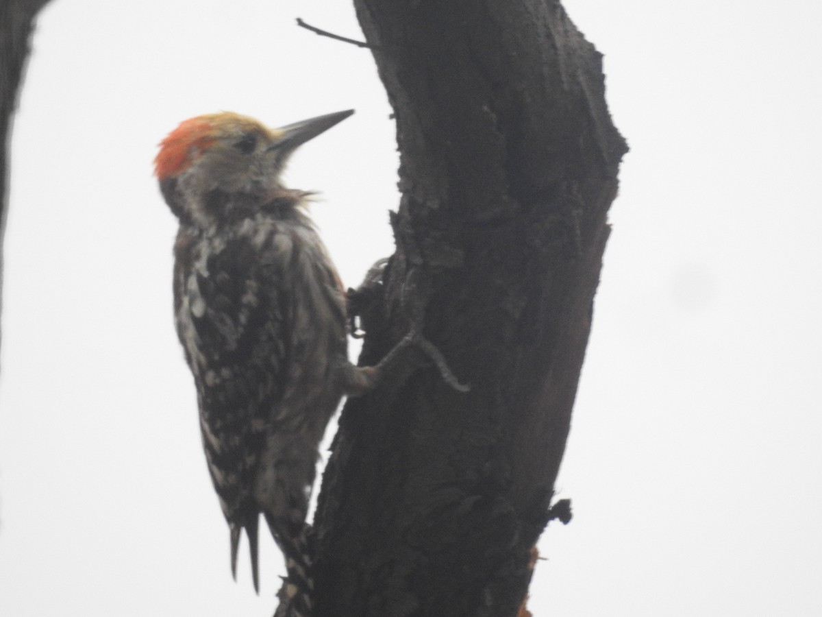 Yellow-crowned Woodpecker - ML620054394