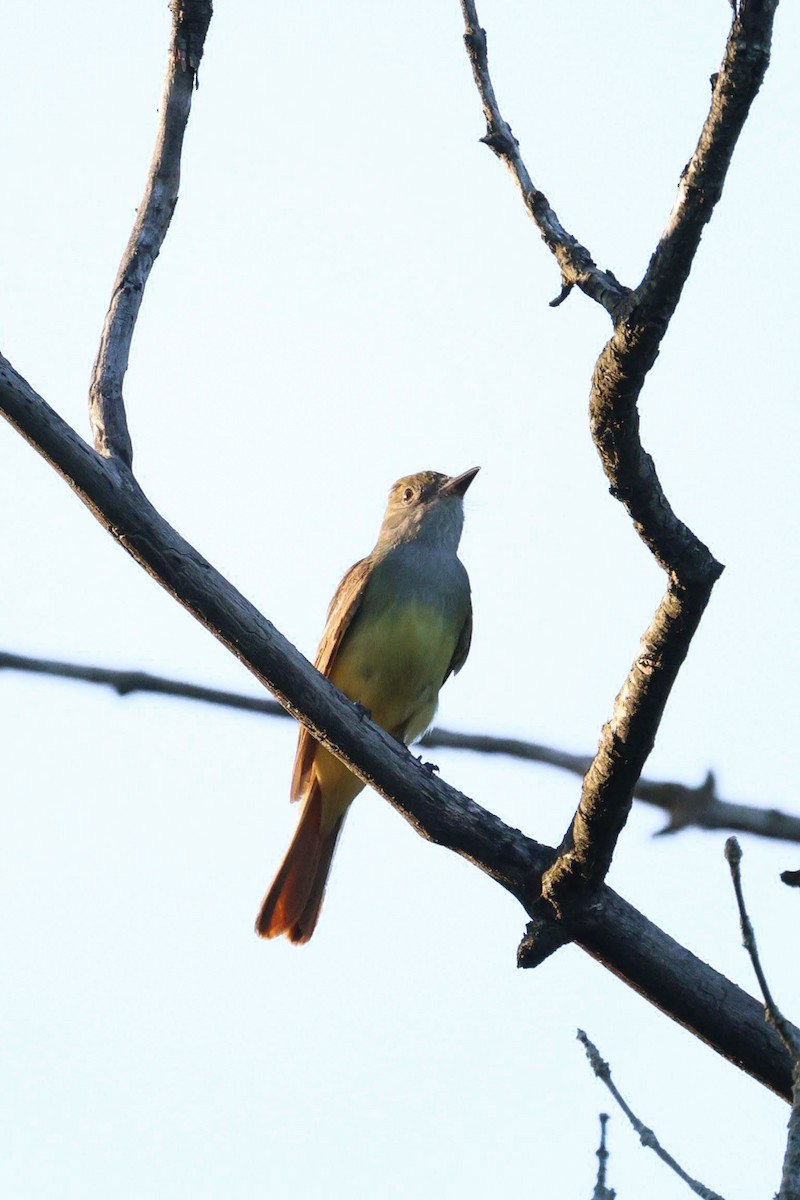 Great Crested Flycatcher - ML620054395