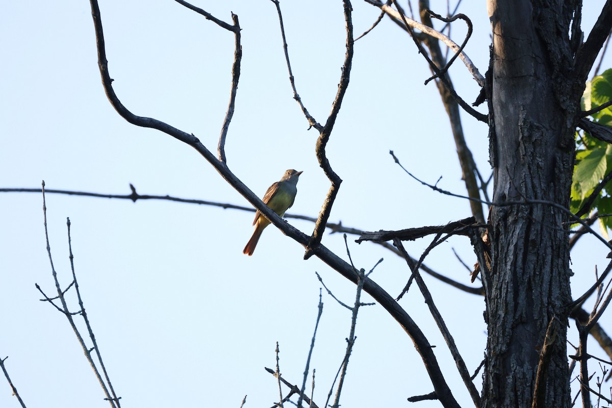 Great Crested Flycatcher - ML620054396