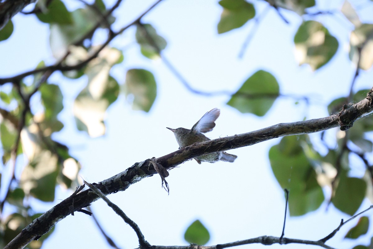 House Wren - ML620054412