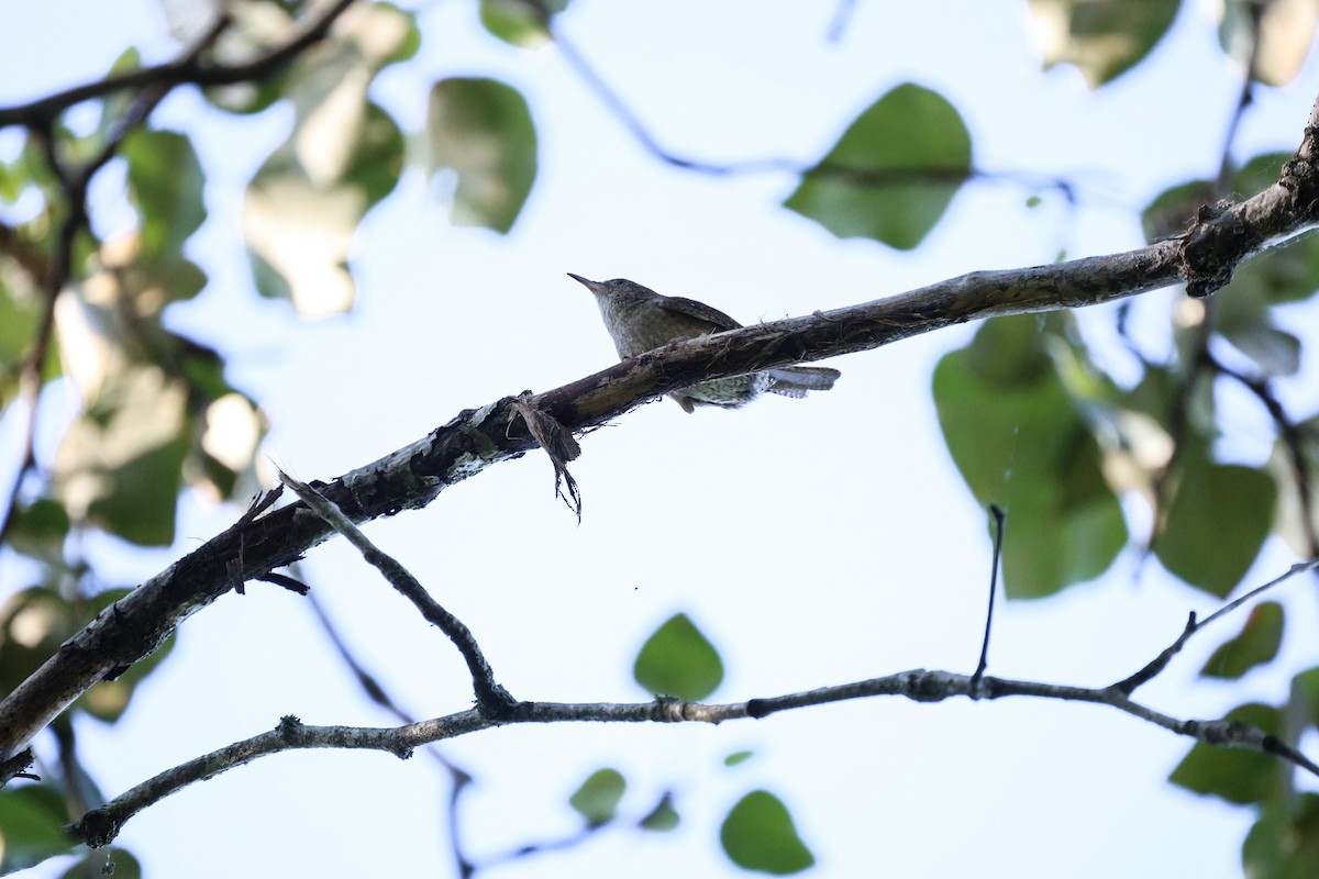 House Wren - Anonymous