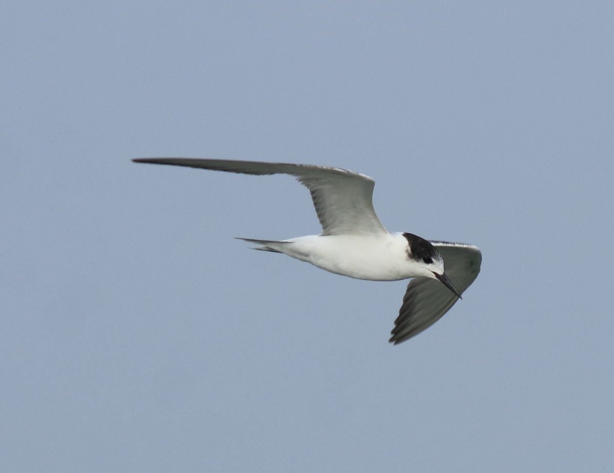 Common Tern - ML620054425