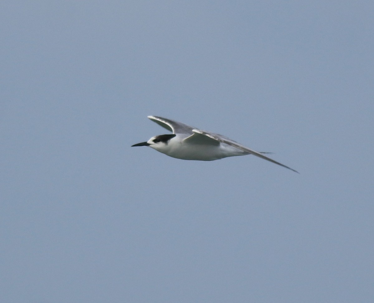 Common Tern - ML620054426