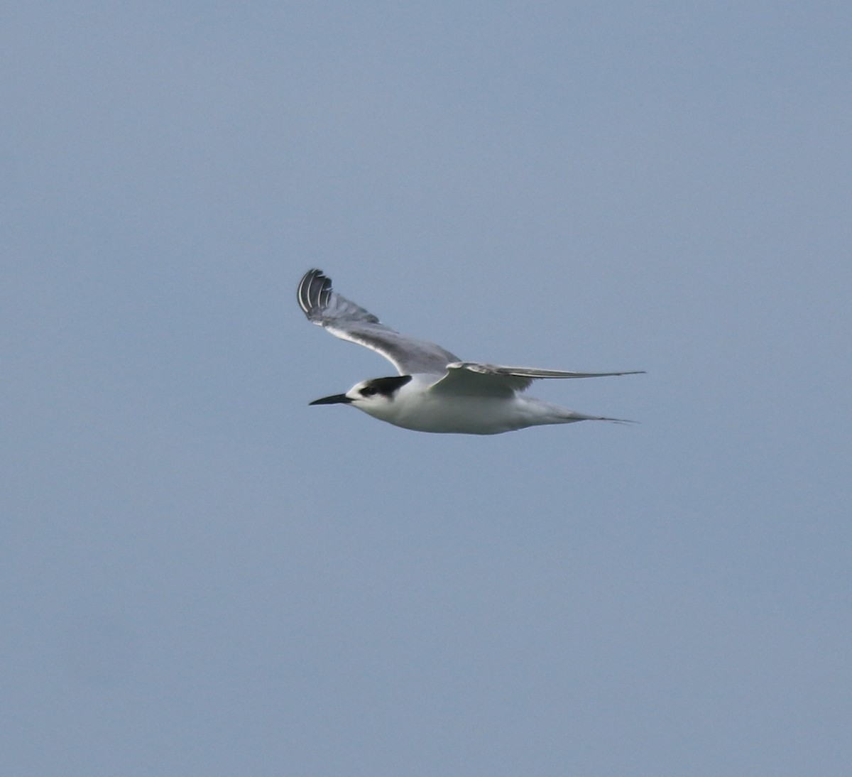 Common Tern - ML620054429