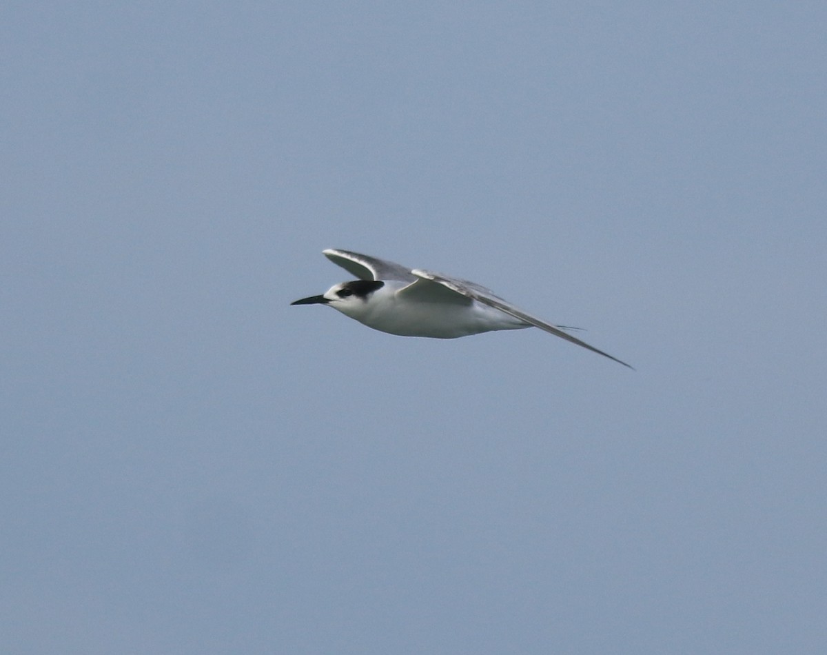 Common Tern - ML620054430