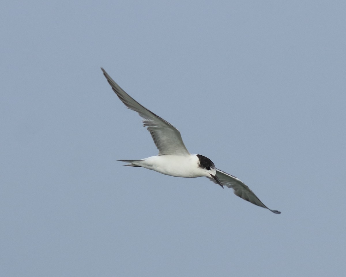 Common Tern - ML620054431