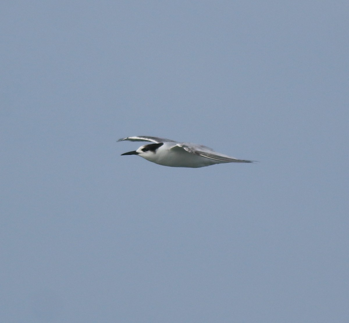 Common Tern - ML620054432