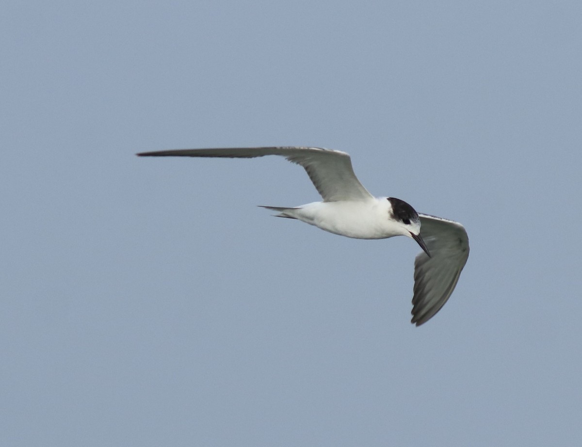 Common Tern - ML620054433