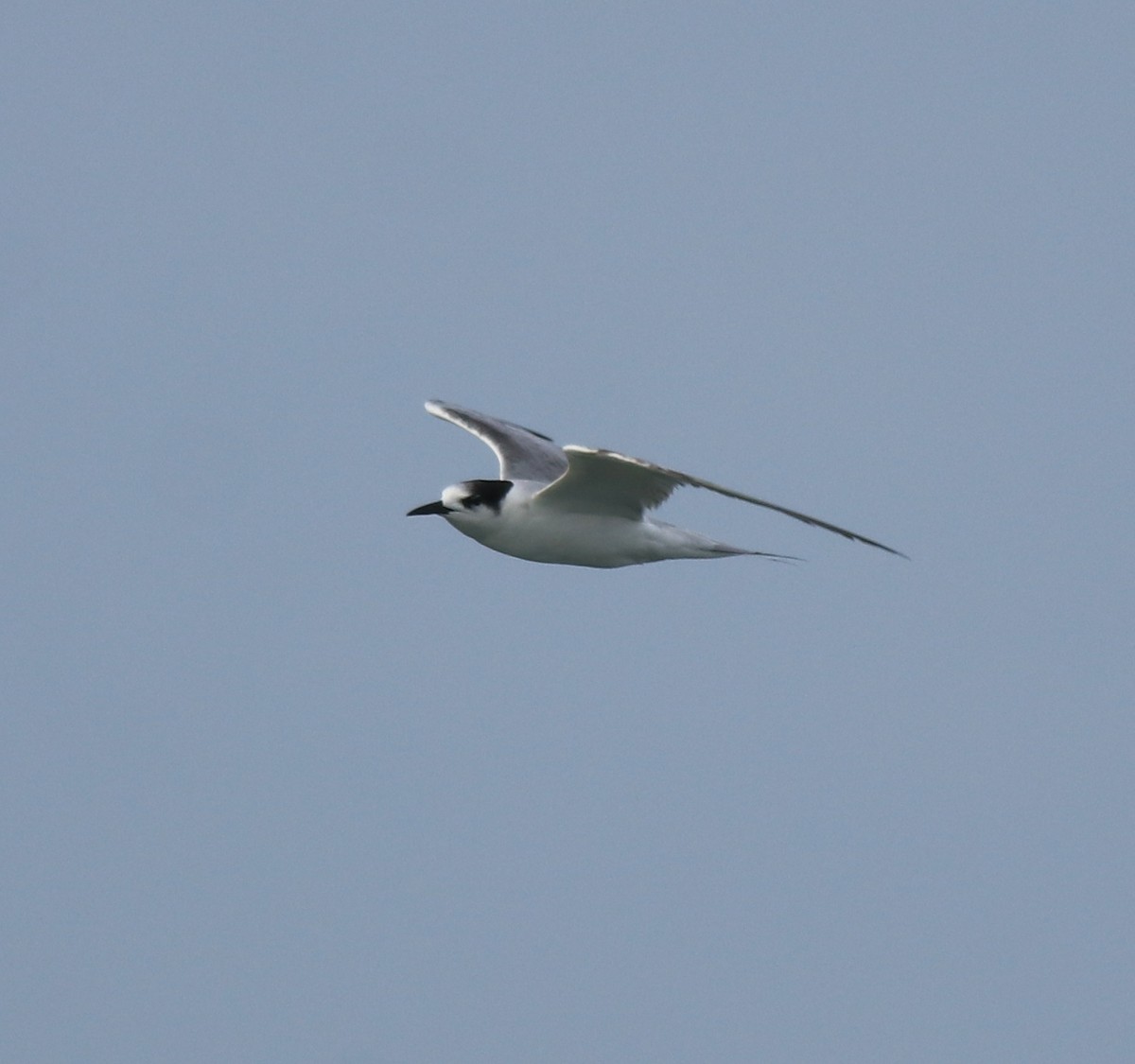 Common Tern - ML620054434