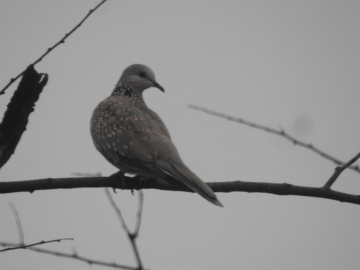 Spotted Dove - ML620054436