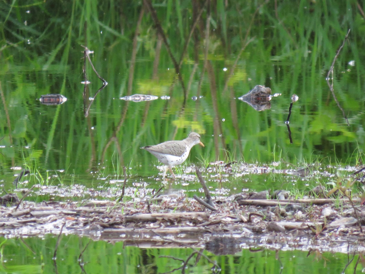 Spotted Sandpiper - ML620054445