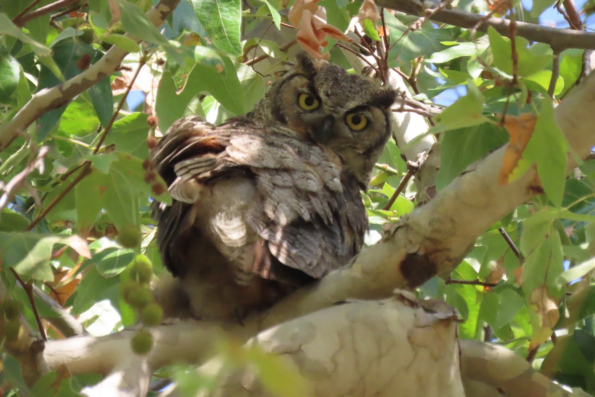 Great Horned Owl - ML620054449