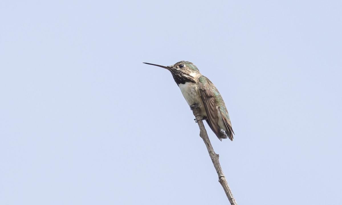 Calliope Hummingbird - ML620054470