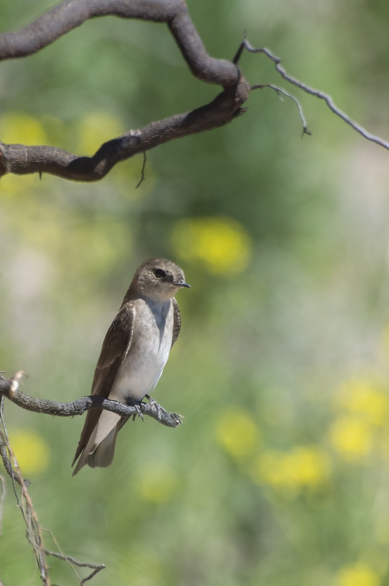 Northern Rough-winged Swallow - ML620054481