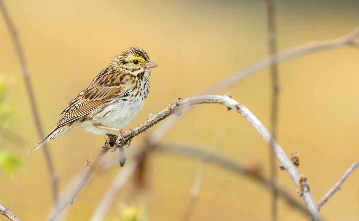 Savannah Sparrow (Savannah) - ML620054512