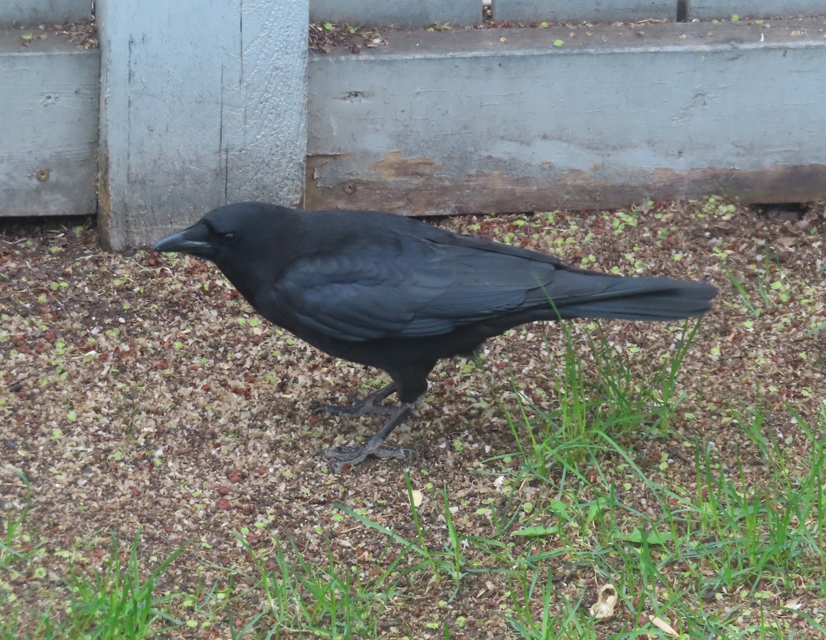 American Crow - ML620054527
