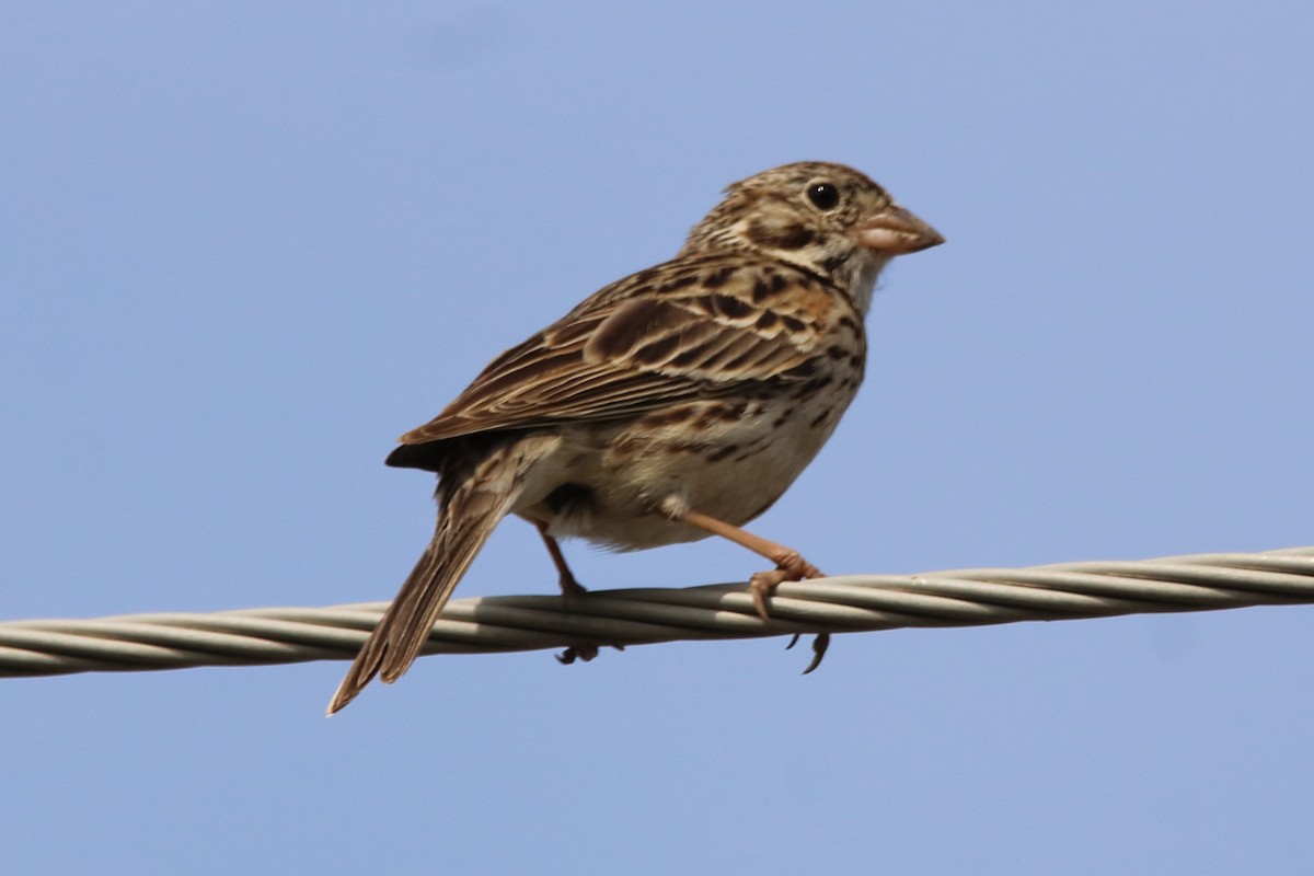 Vesper Sparrow - ML620054534