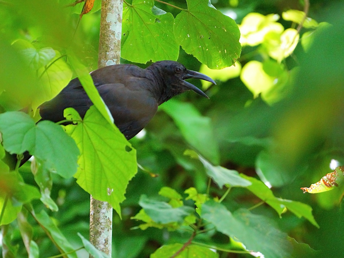 Slender-billed Crow - ML620054536