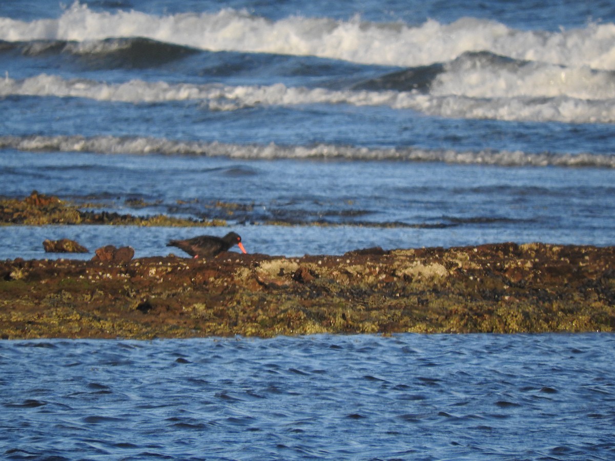 Sooty Oystercatcher - ML620054539