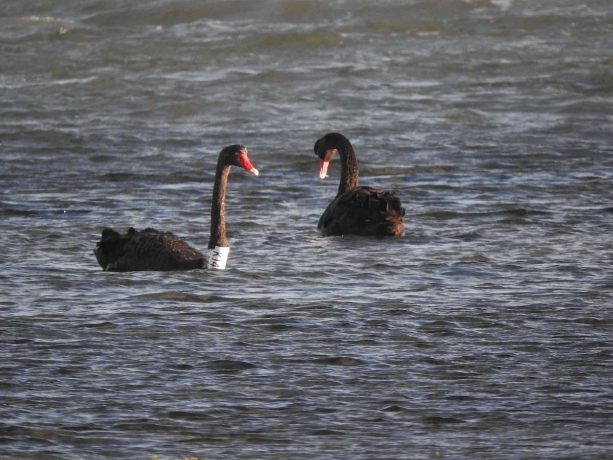 Black Swan - ML620054544