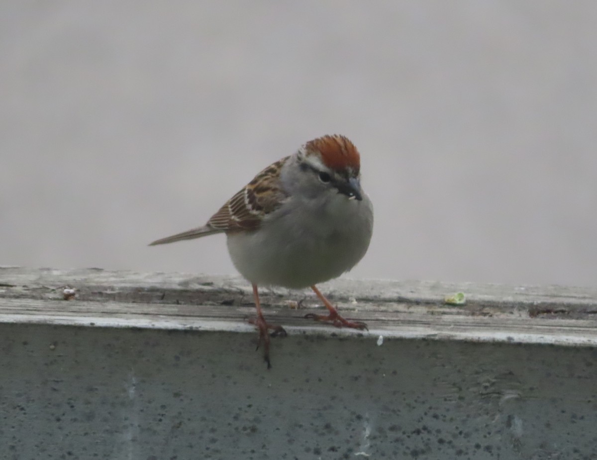 Chipping Sparrow - ML620054545