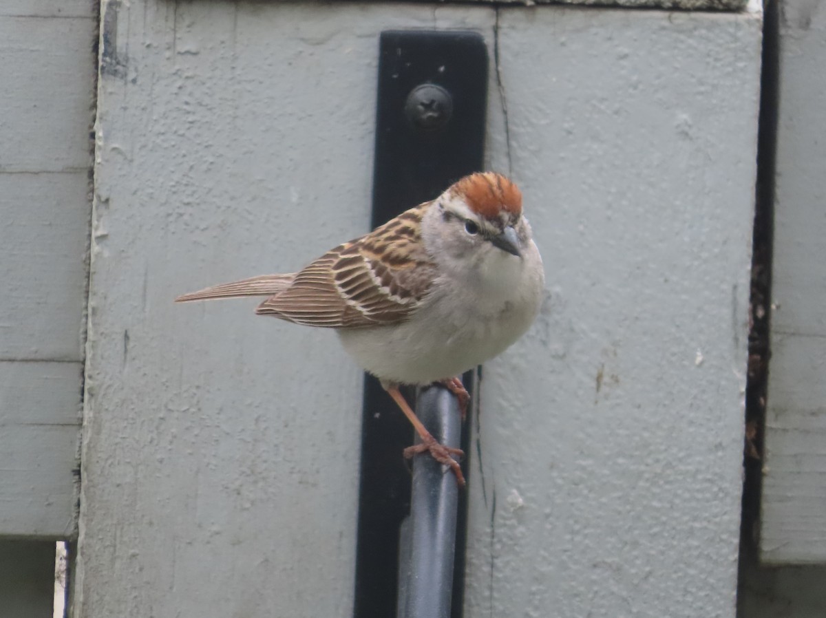 Chipping Sparrow - ML620054546