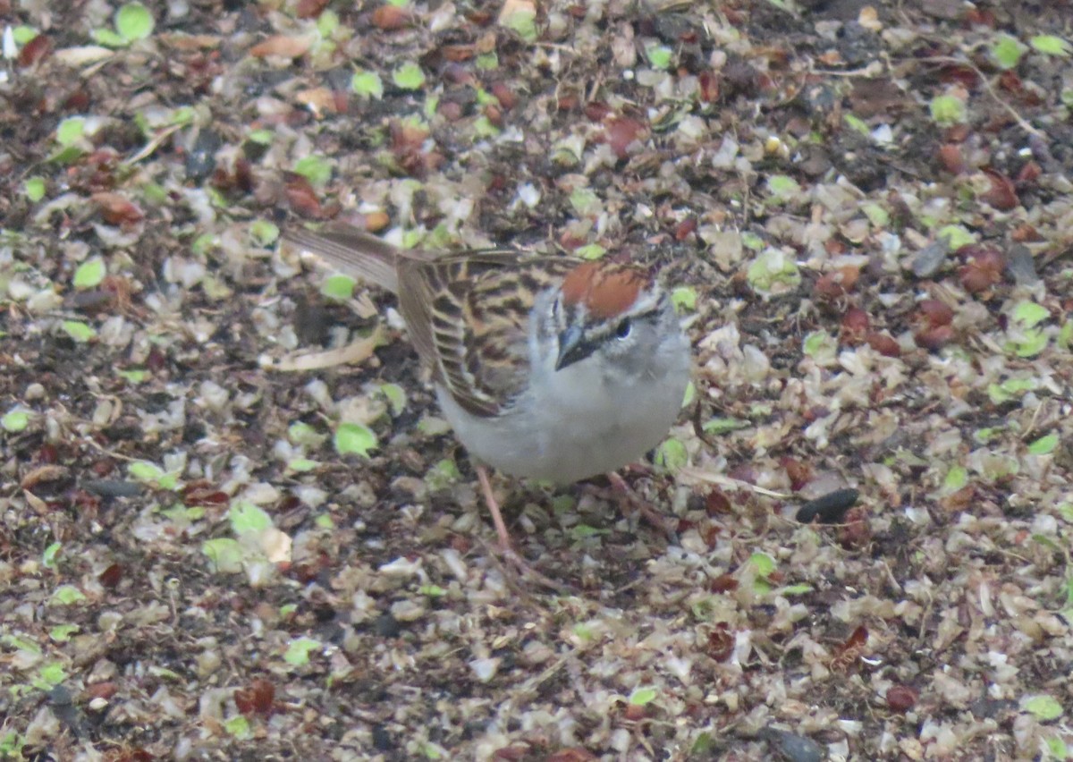 Chipping Sparrow - ML620054550