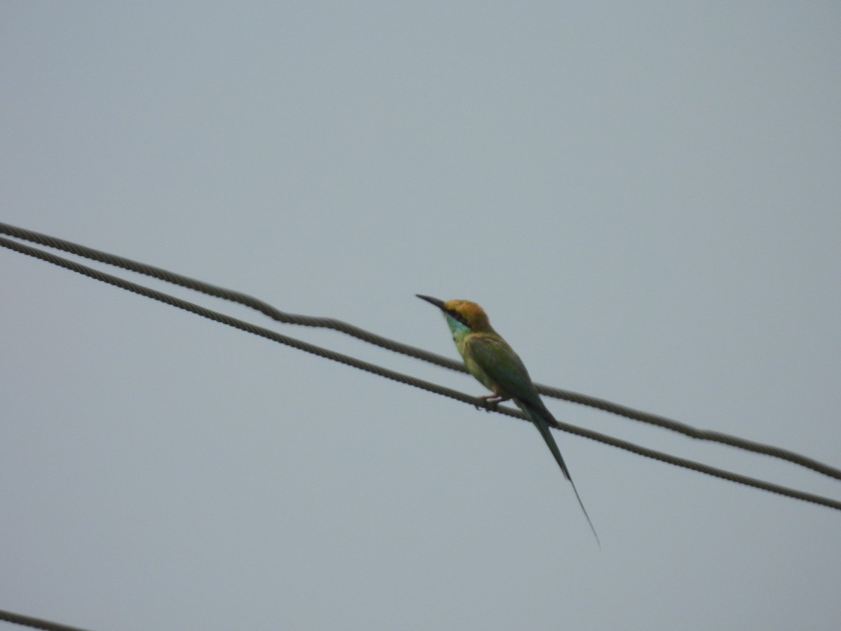 Asian Green Bee-eater - ML620054560