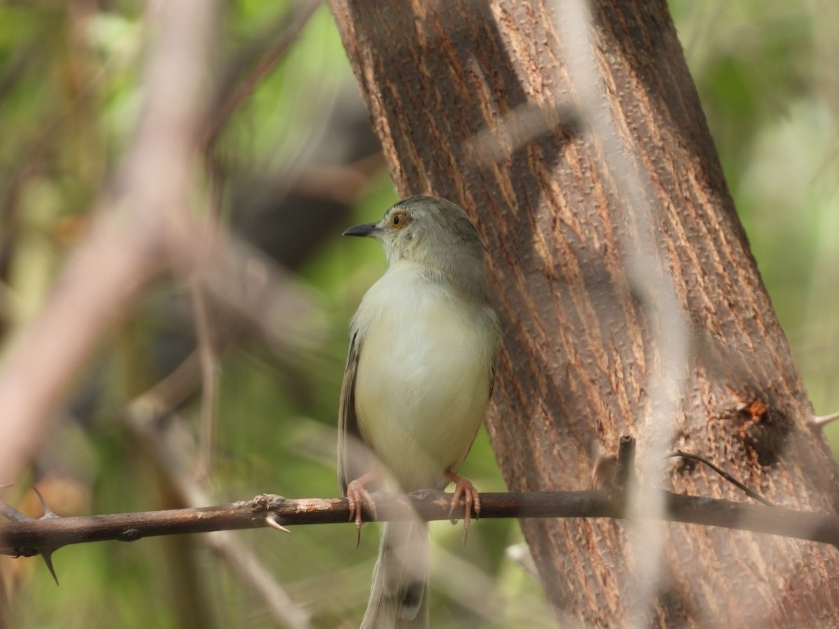 Plain Prinia - ML620054565