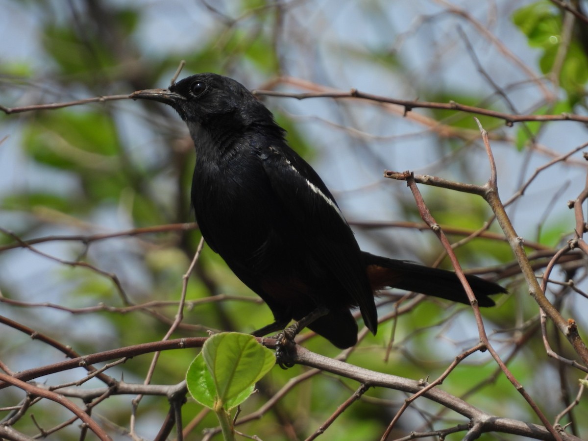 Indian Robin - ML620054571