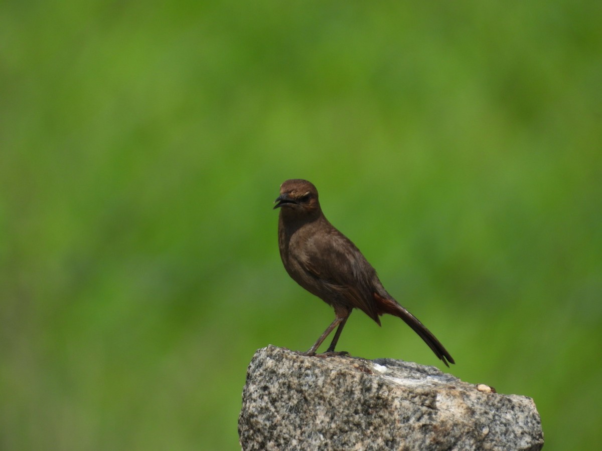 Indian Robin - ML620054572