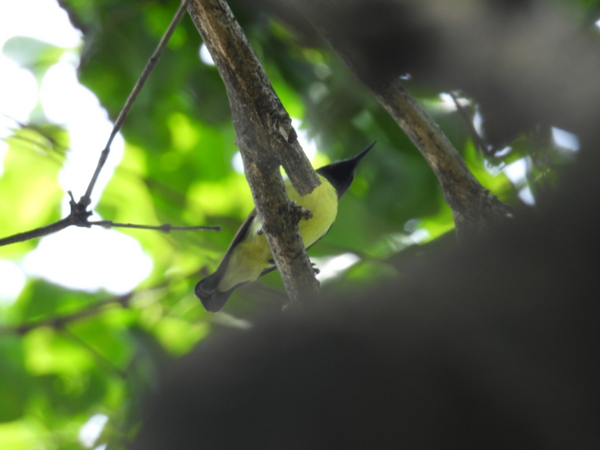 Purple-rumped Sunbird - ML620054596