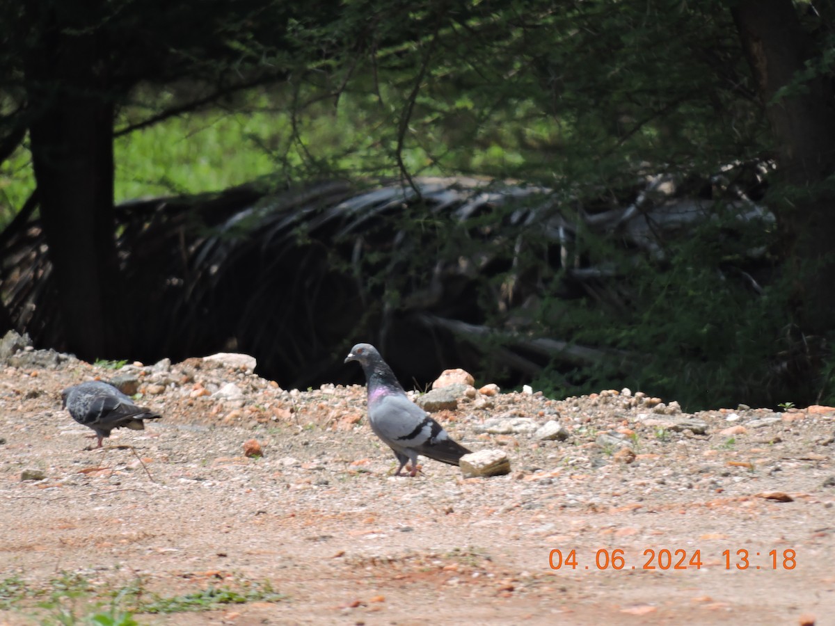 Rock Pigeon (Feral Pigeon) - ML620054600