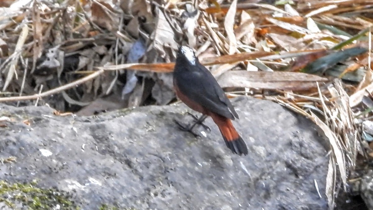 White-capped Redstart - ML620054614