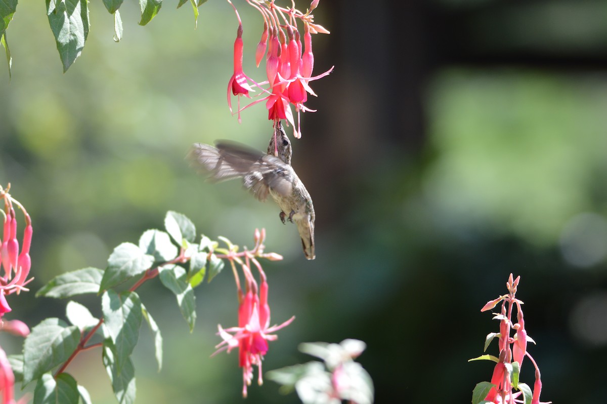 Anna's Hummingbird - ML620054617