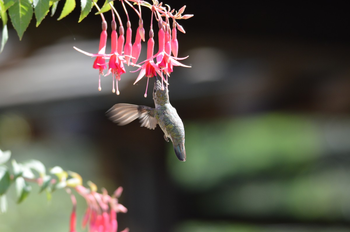 Anna's Hummingbird - ML620054620