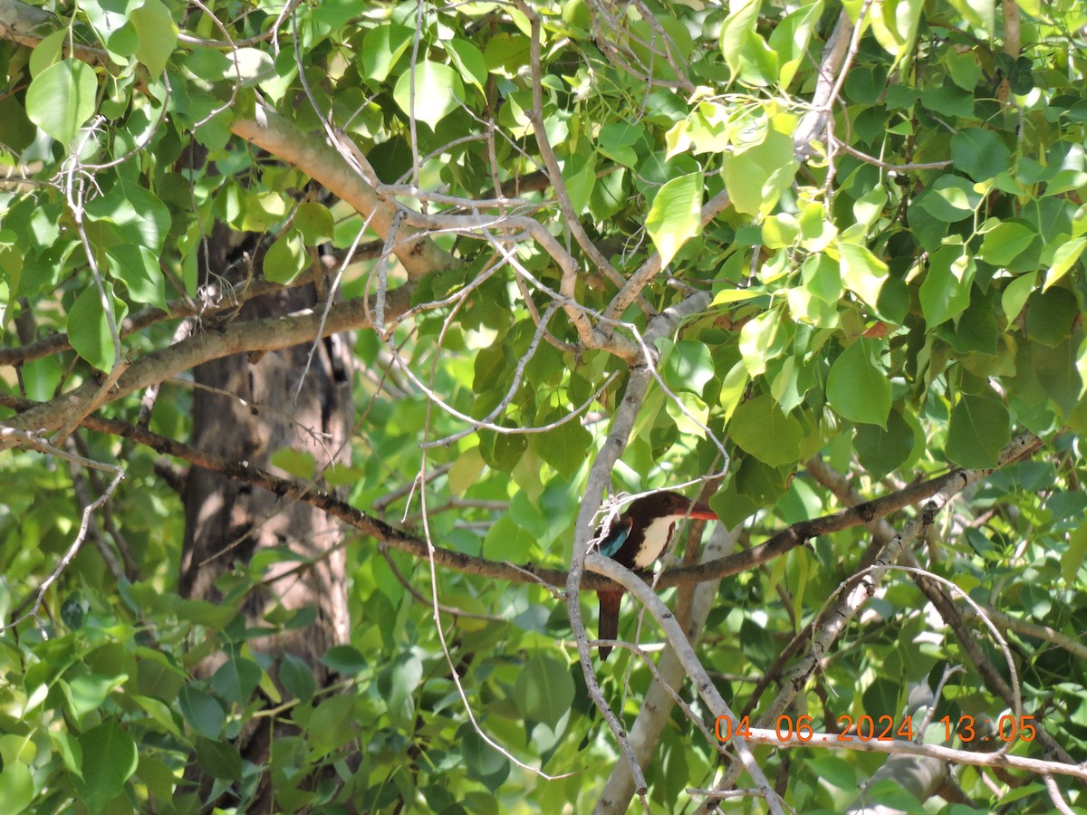 White-throated Kingfisher - ML620054621