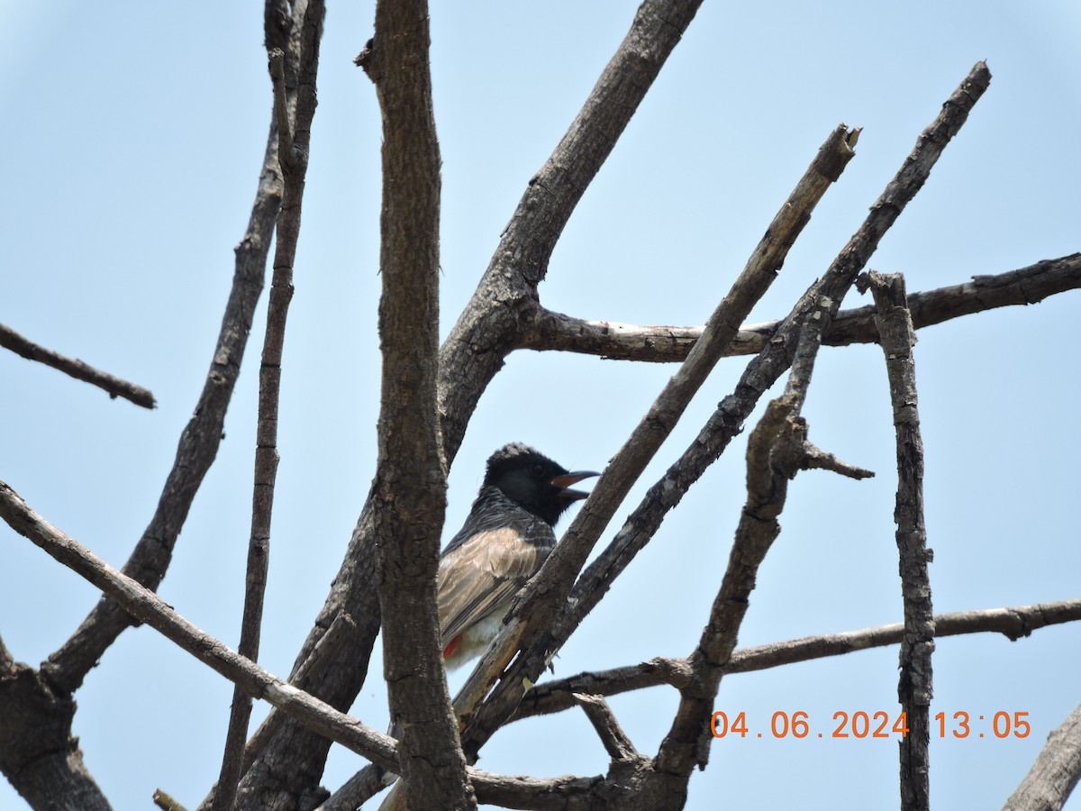 Red-vented Bulbul - ML620054630