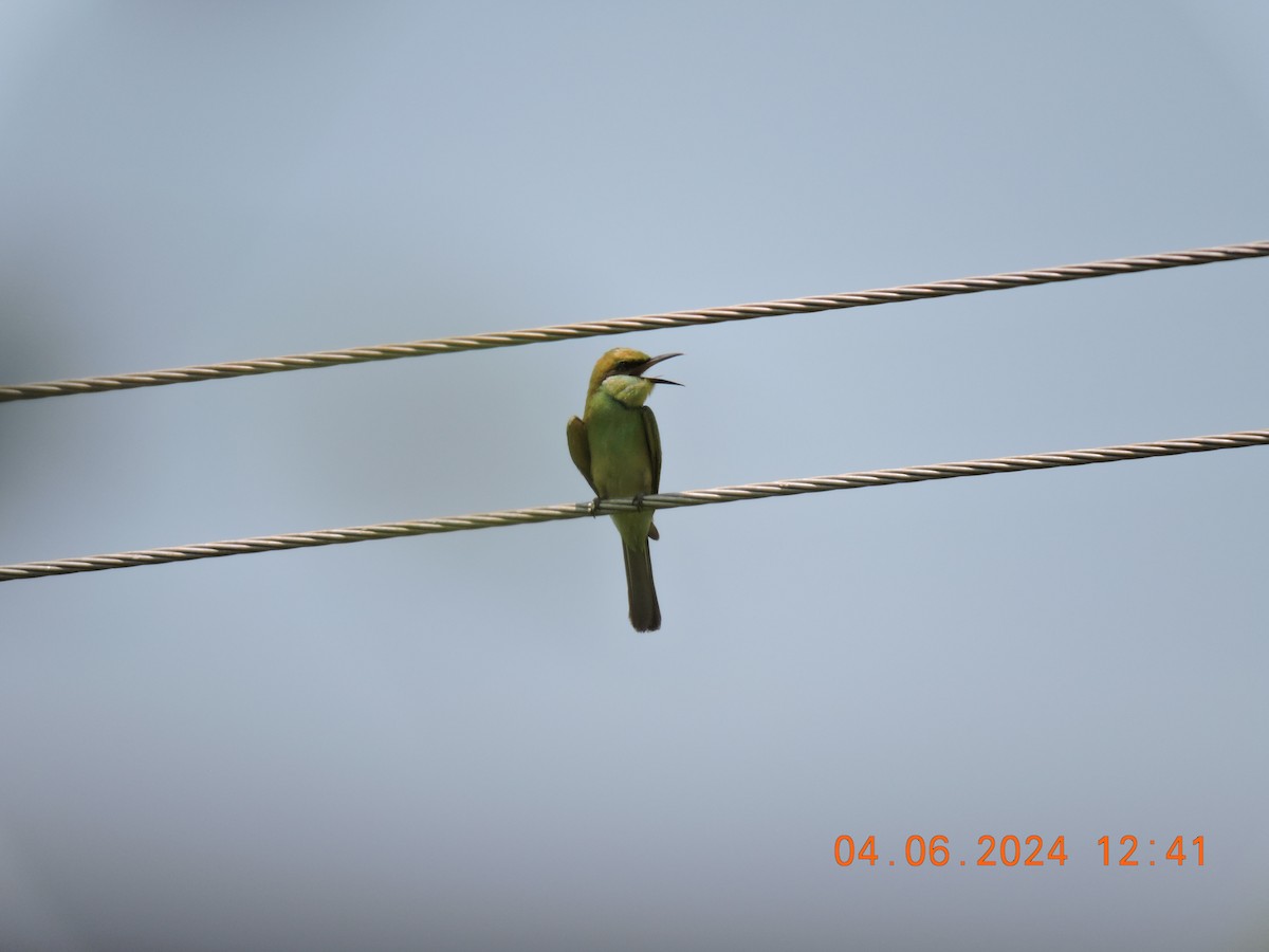 Asian Green Bee-eater - ML620054637