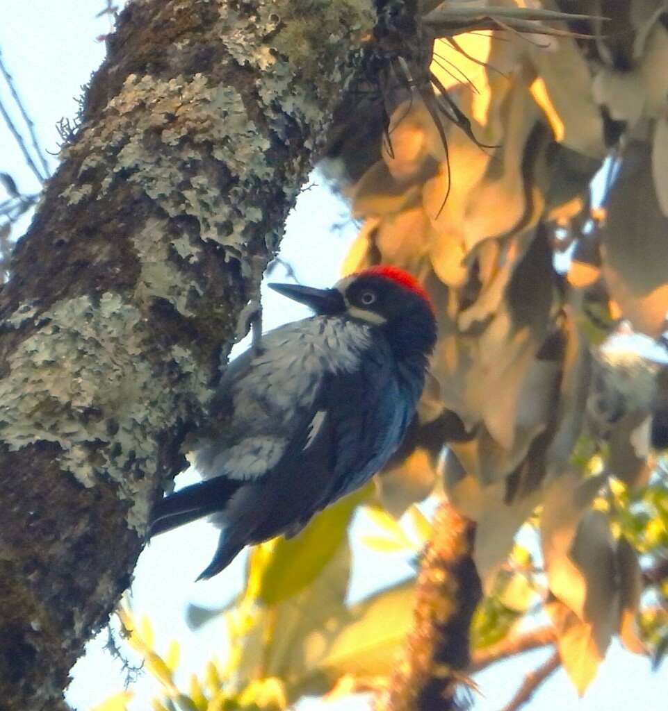 Acorn Woodpecker - ML620054638