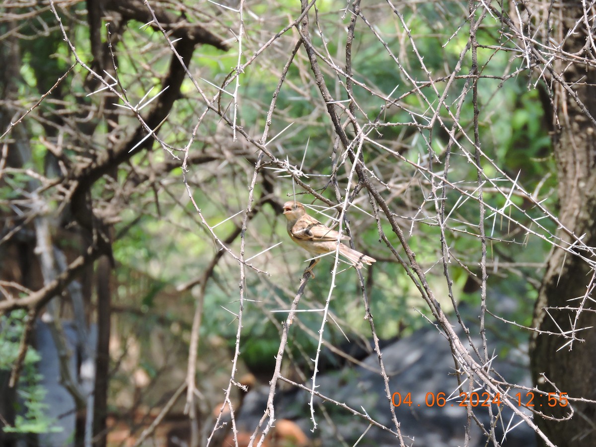 House Sparrow - ML620054669