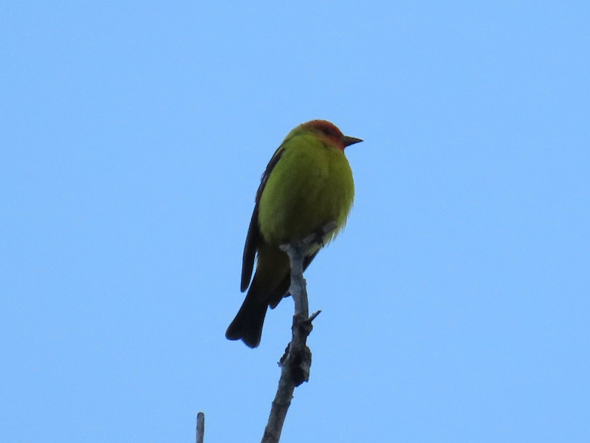 Western Tanager - ML620054680