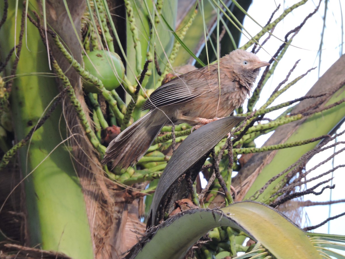 Yellow-billed Babbler - ML620054682